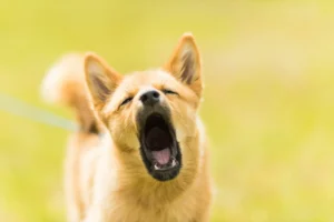 A fluffy tan Shiba Inu dog yawns widely with its eyes closed.
