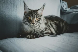 A gray Maine Coon lies on a gray couch,