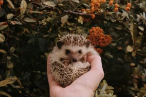 A hedgehog curled into a ball is held in a person's hand.