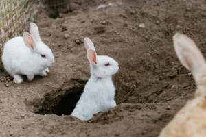 Two white rabbits and a tan rabbit are near a hole in the ground. One white rabbit is in the hole, and another is next to it.