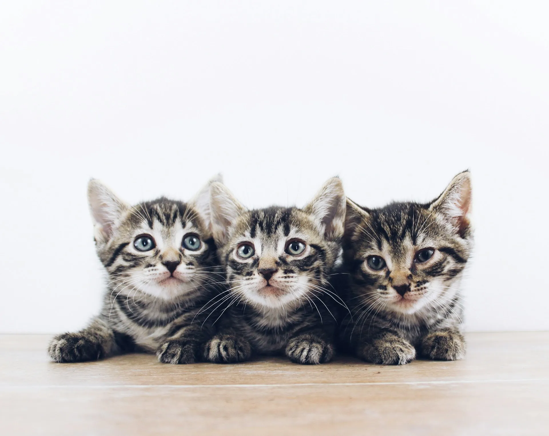 Three gray and brown tabby kittens sit next to each other.
