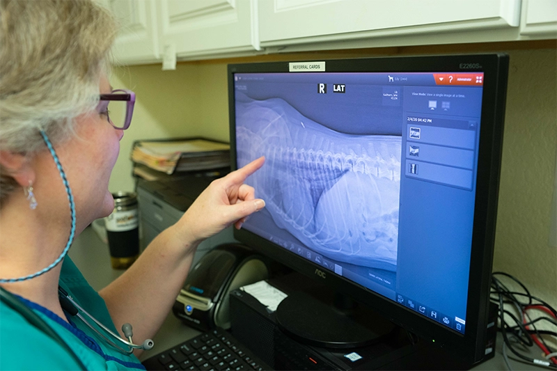Veterinarian examining a digital x-ray of a dog on a computer monitor
