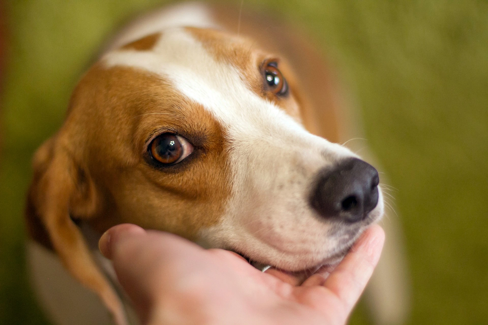 Close-up high-angle view of a brown-and-white beagle looking up affectionately as a hand rests beneath its chin.