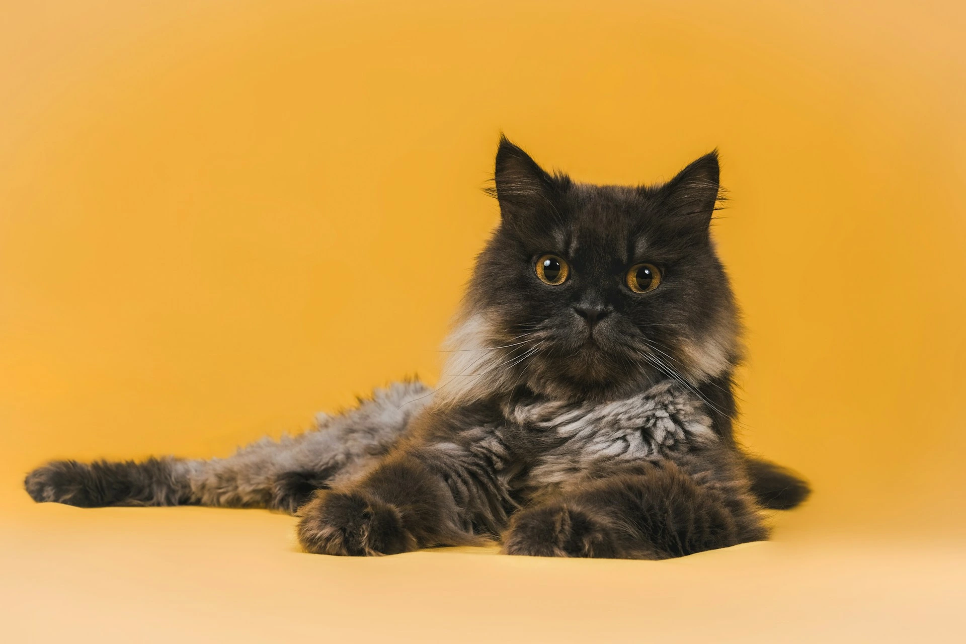 A tortie cat lying down against a solid yellow background.