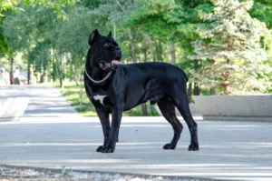 A black Cane Corso stands on a paved park pathway surrounded by green trees.