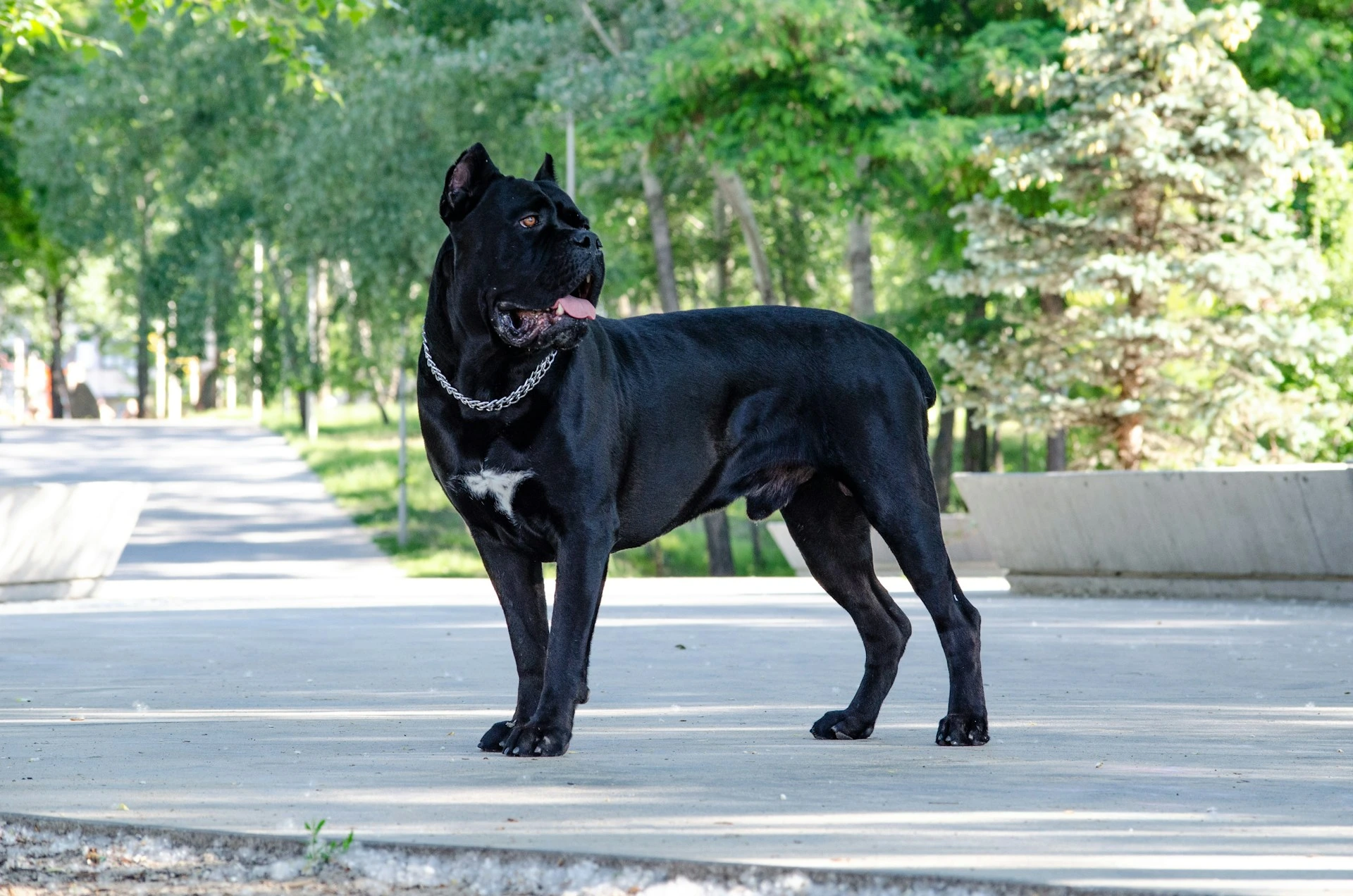 A black Cane Corso stands on a paved park pathway surrounded by green trees.